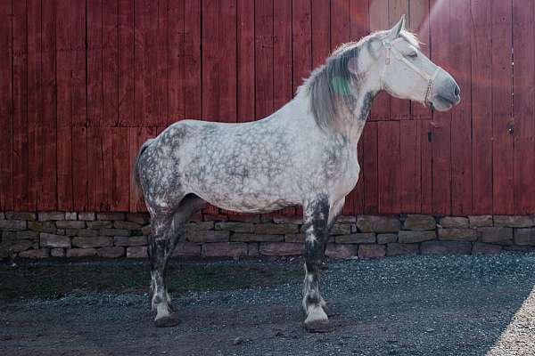 very-tall-mare