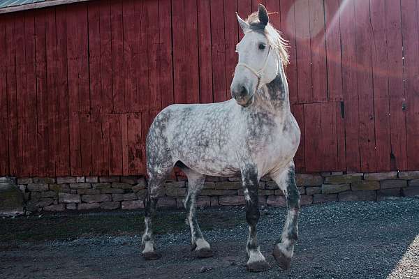 dappled-horse