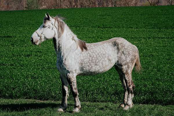 grey-dappled-horse