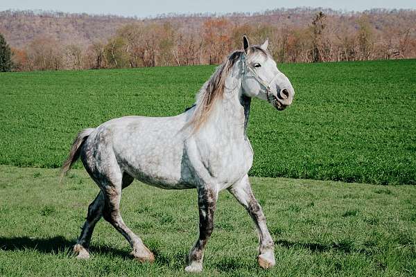 all-around-percheron-horse