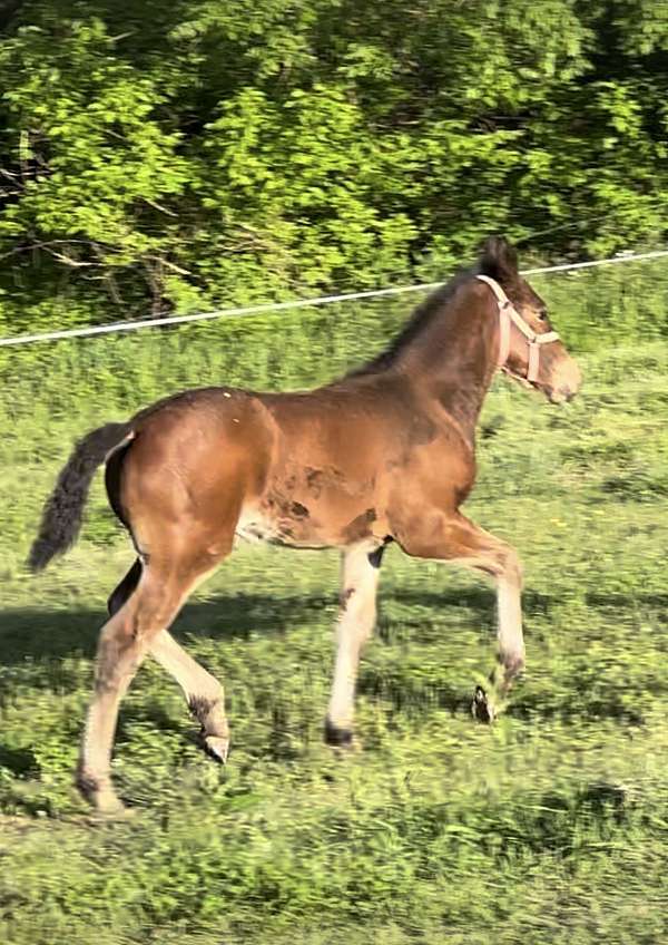 dark-bay-appaloosa-horse