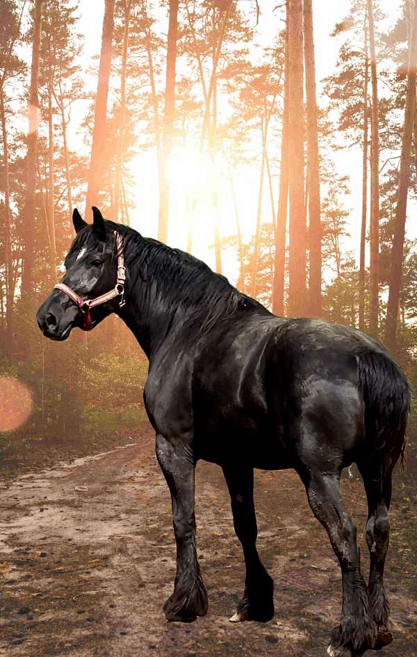 fair-appaloosa-horse