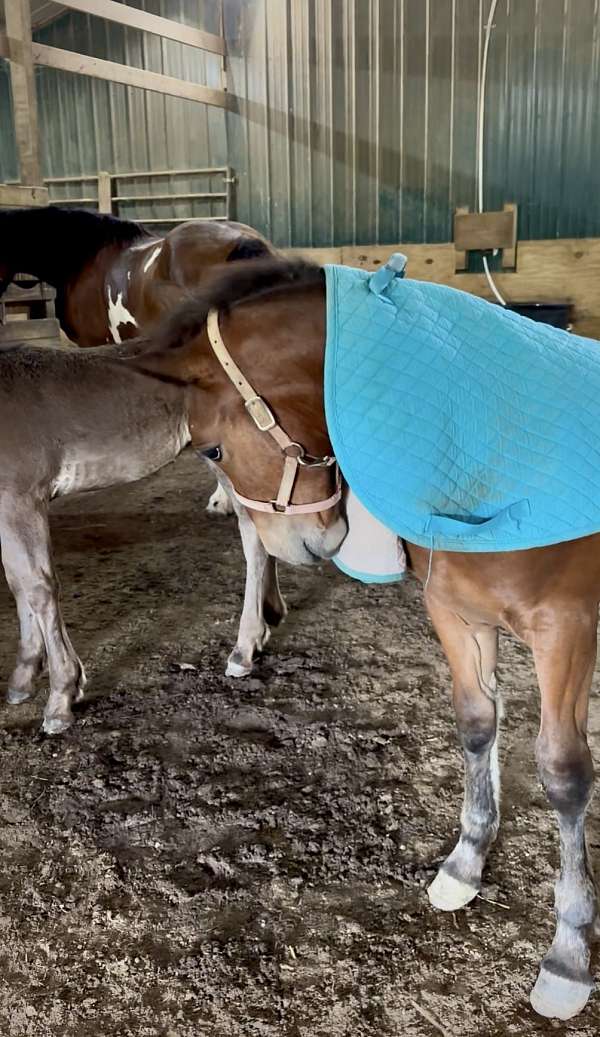 leopard-appaloosa-draft-horse