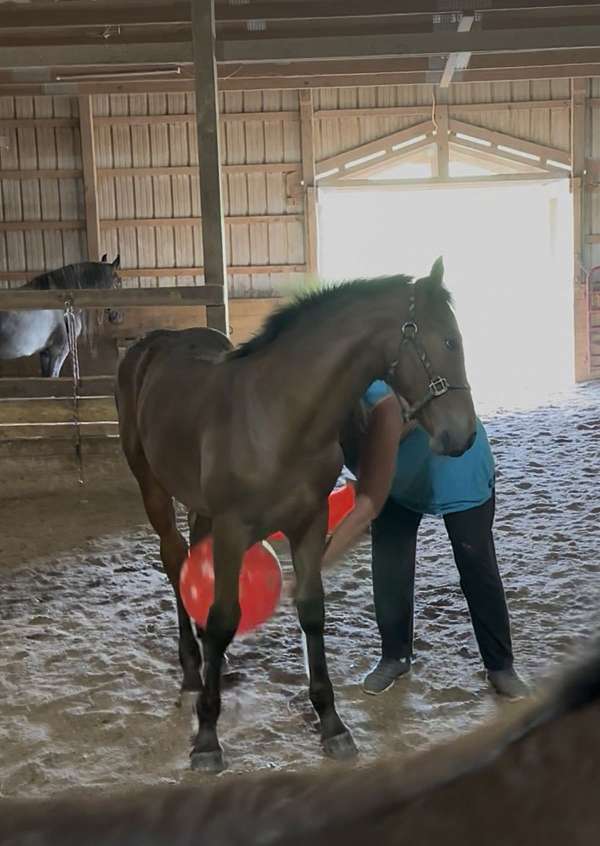 creek-appaloosa-horse