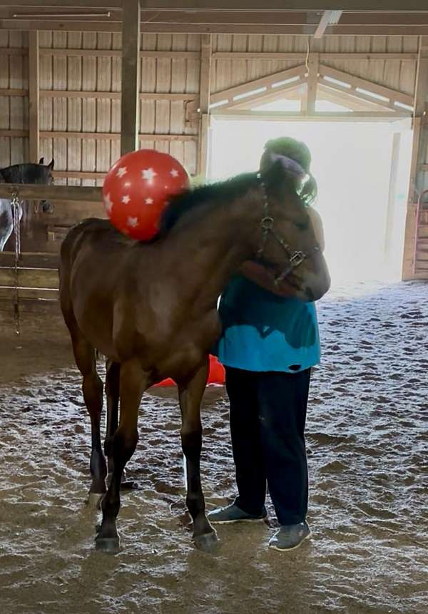 far-appaloosa-horse