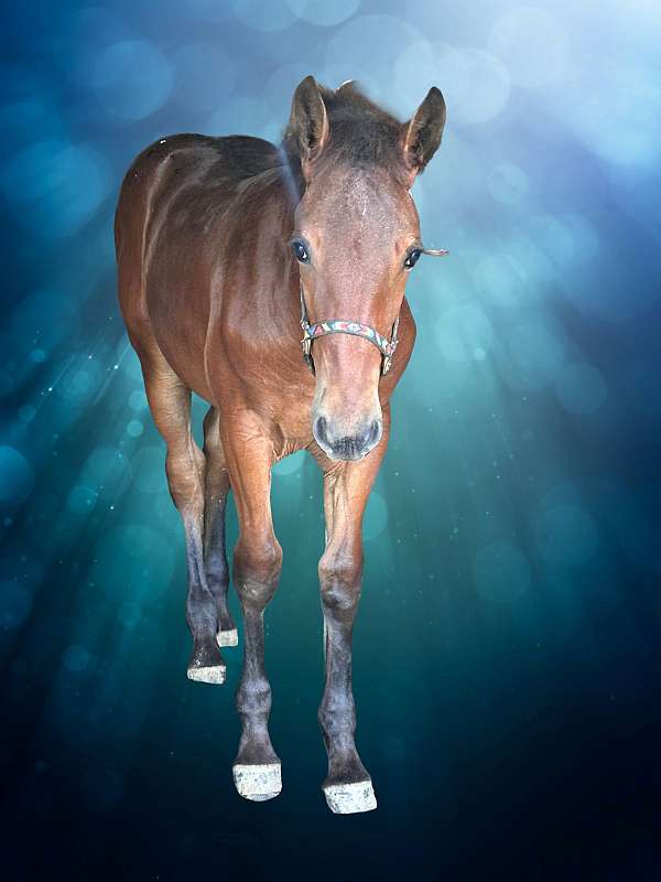 pedestal-appaloosa-horse