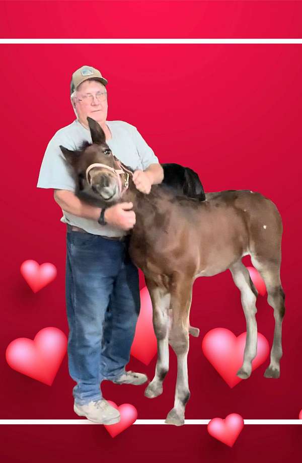 percheron-appaloosa-horse