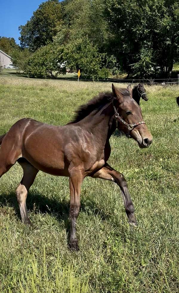 percheron-cross-filly
