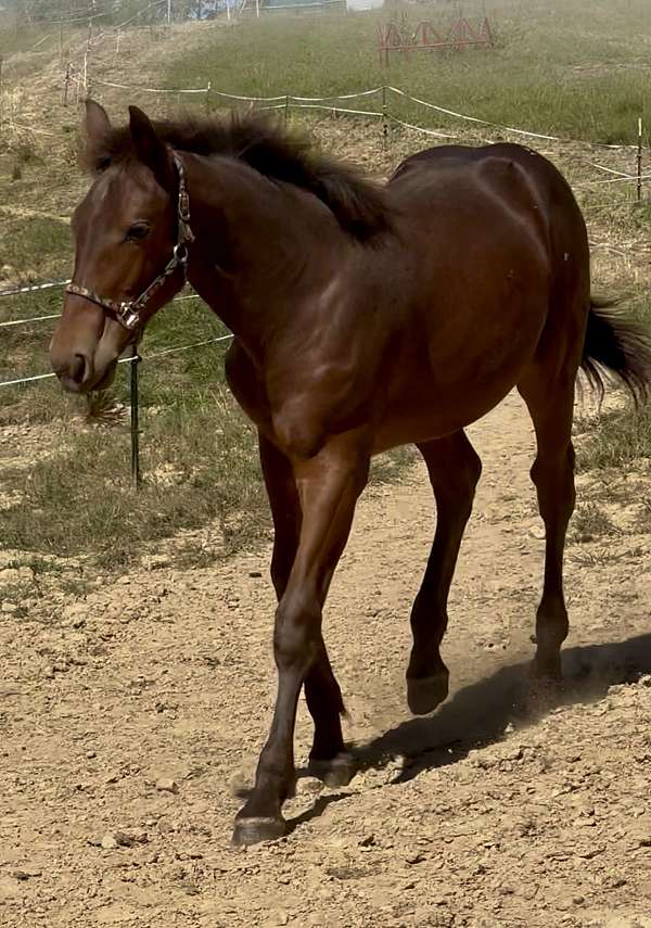 loading-appaloosa-horse