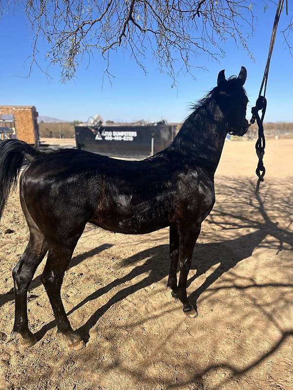 arabian-colt
