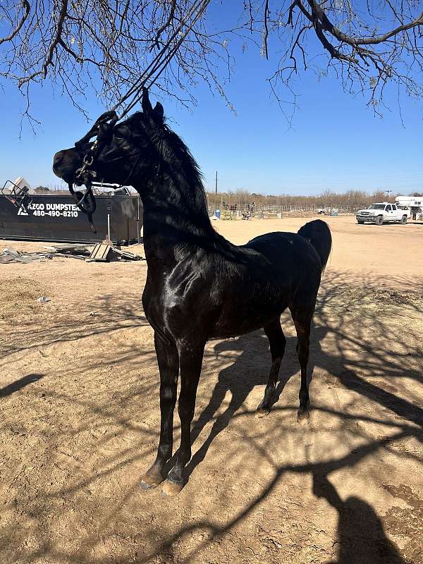 arabian-horse-for-sale