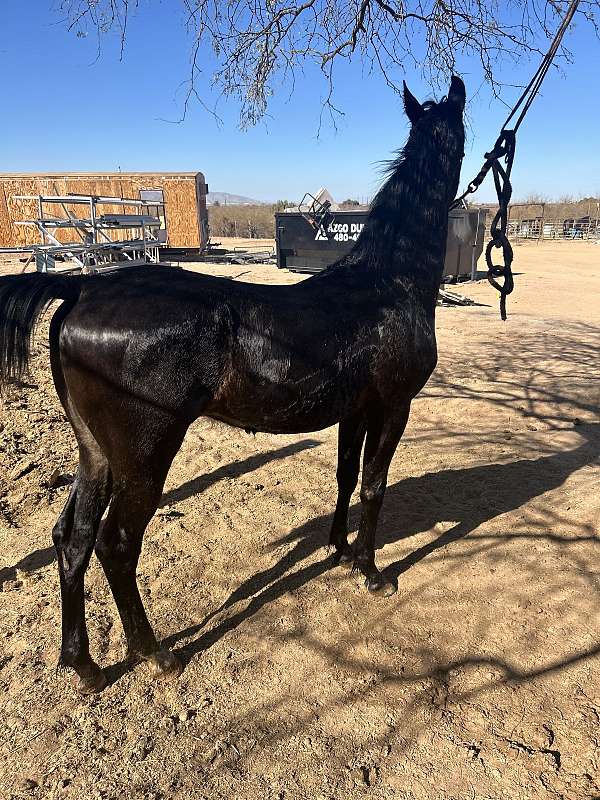 arabian-horse