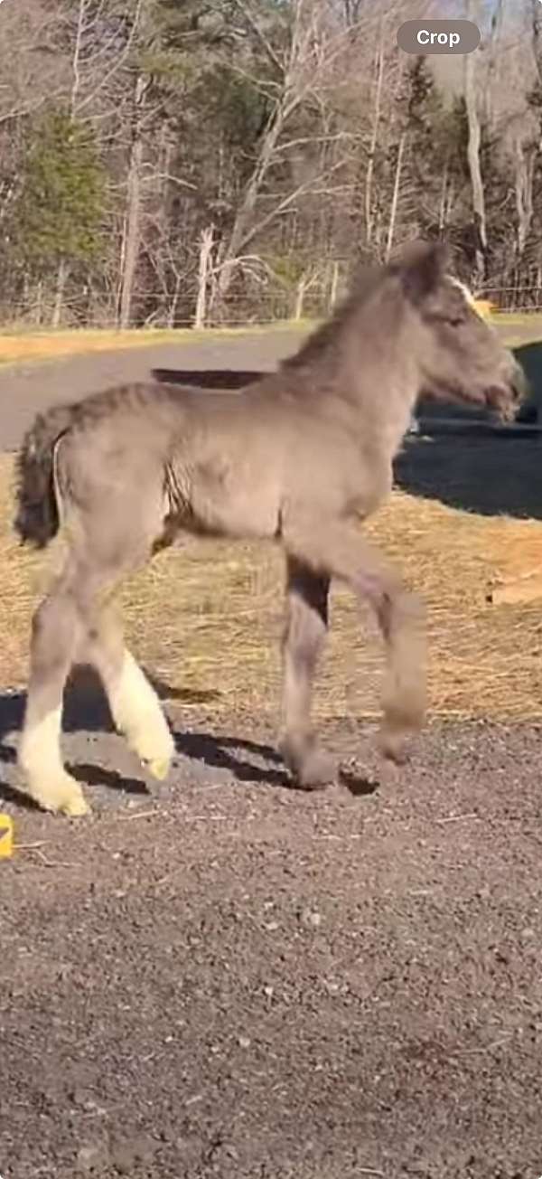 blue-roan-blaze-2-white-socks-horse
