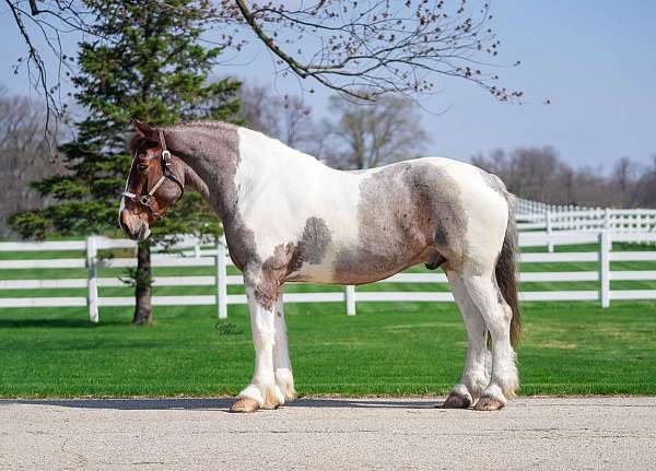 quarter-horse