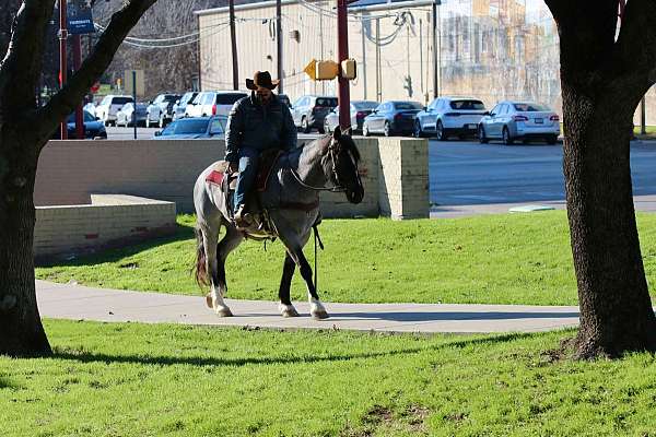 beginner-rocky-mountain-horse