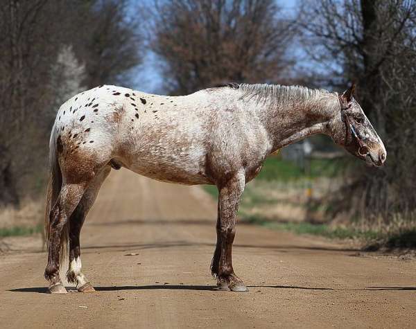 chestnut-blaze-horse