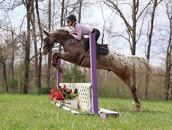 beginner-safe-quarter-horse