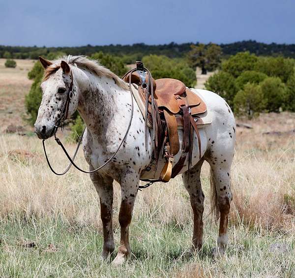 dressage-quarter-horse