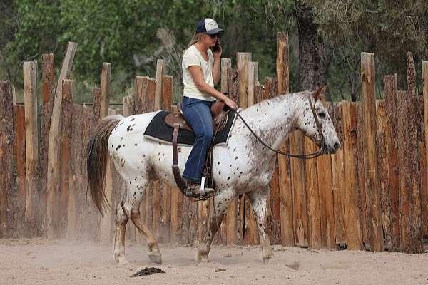 jumping-quarter-horse