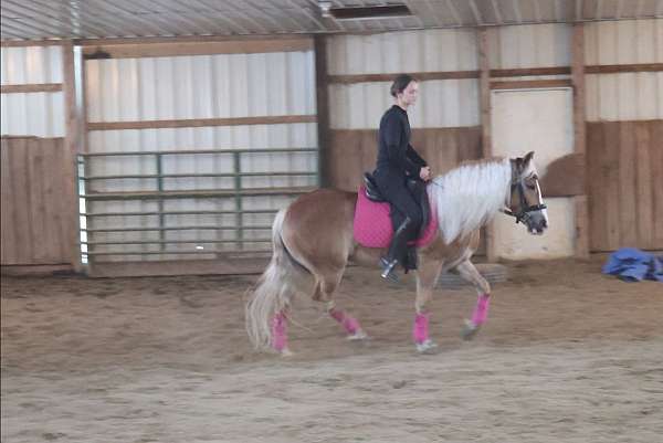 western-dressag-haflinger-horse