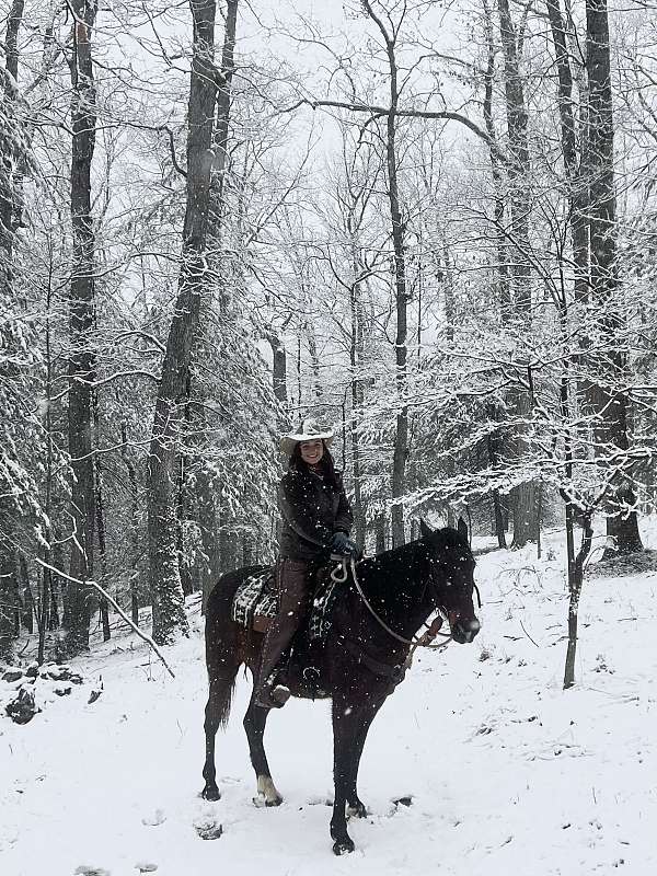 beginner-tennessee-walking-horse