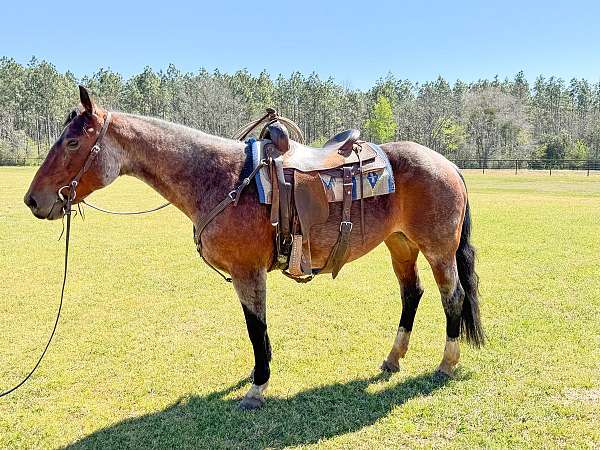 red-roan-cutting-trail-horse