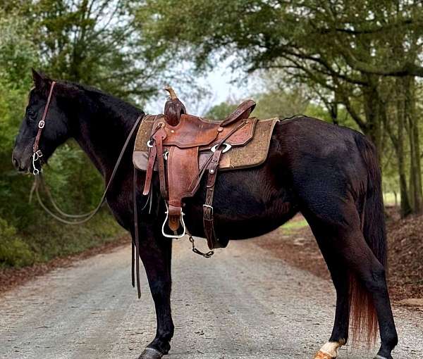 beginner-kentucky-mountain-horse