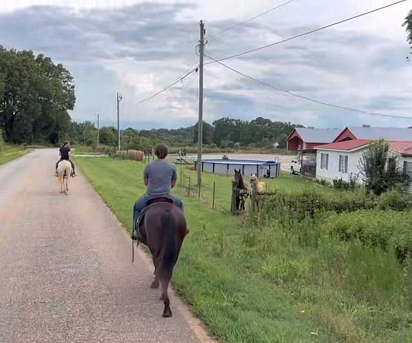 kid-safe-kentucky-mountain-horse
