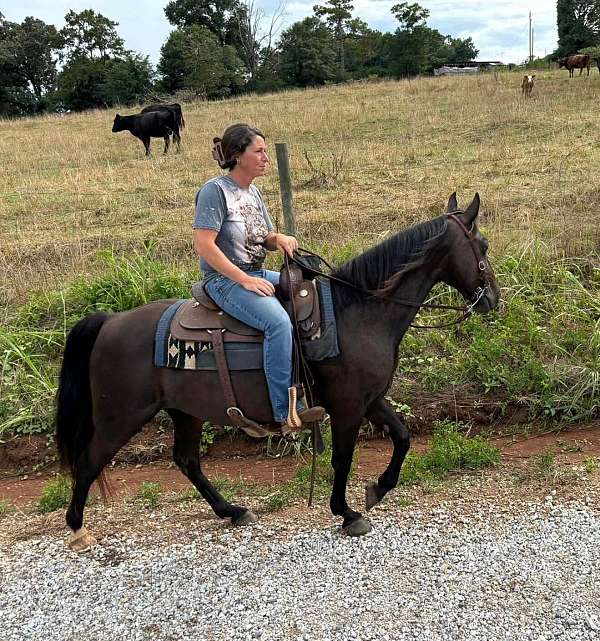 lesson-kentucky-mountain-horse