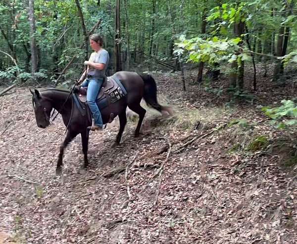 trail-kentucky-mountain-horse