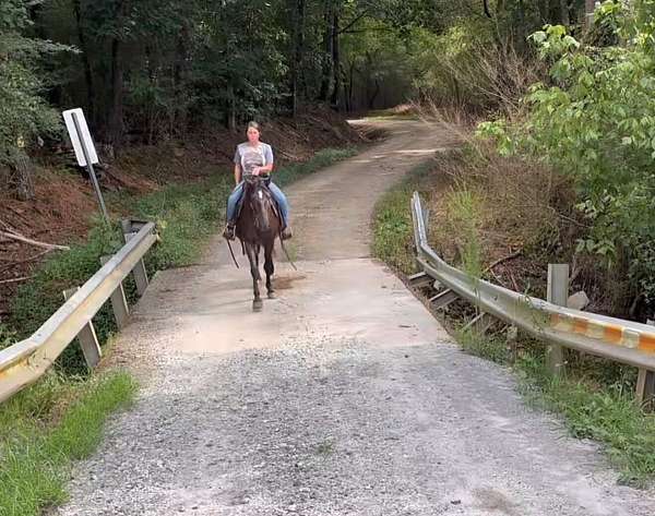 trail-riding-kentucky-mountain-horse