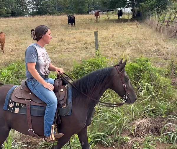 black-beginner-horse