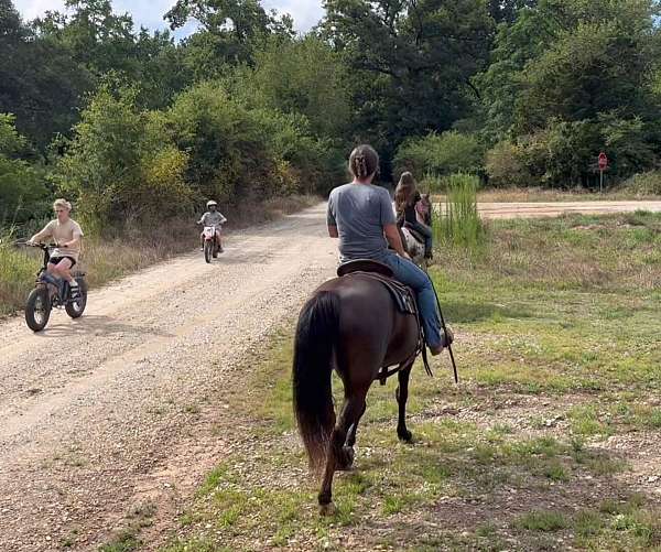black-kentucky-mountain-mare