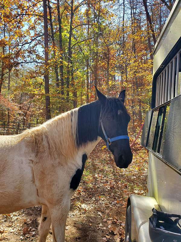 black-white-mare-tennessee-walking-horse