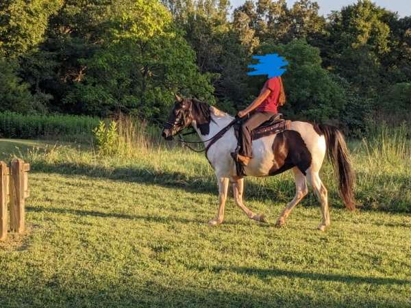 far-tennessee-walking-horse