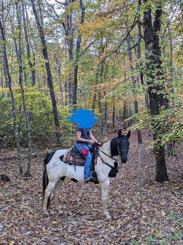 white-mare-tennessee-walking-horse