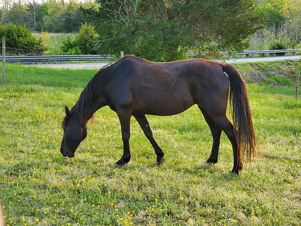 beautiful-foal-tennessee-walking-horse