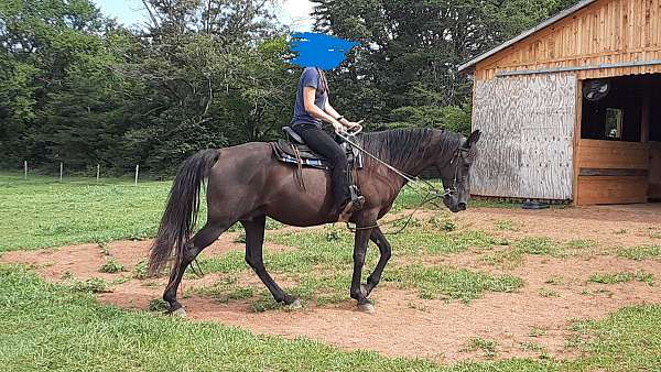 pearl-tennessee-walking-horse