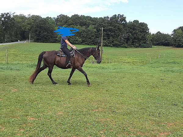 percentage-tennessee-walking-horse