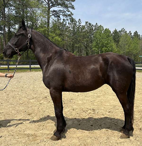 baroque-friesian-horse