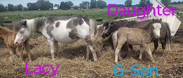 black-overo-sabino-splash-horse