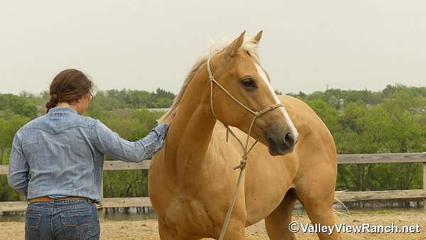 ranch-work-quarter-horse