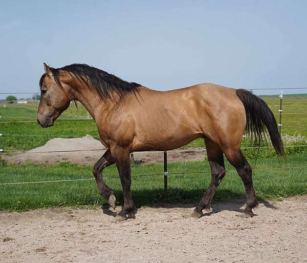 breeding-quarter-horse
