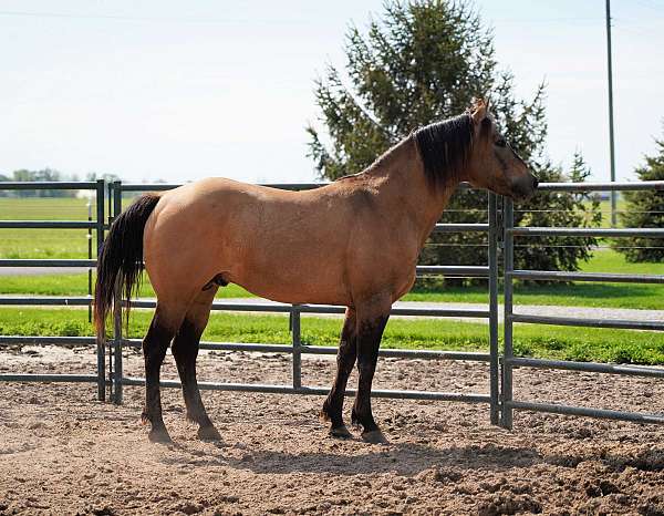 dunskin-quarter-horse-stallion