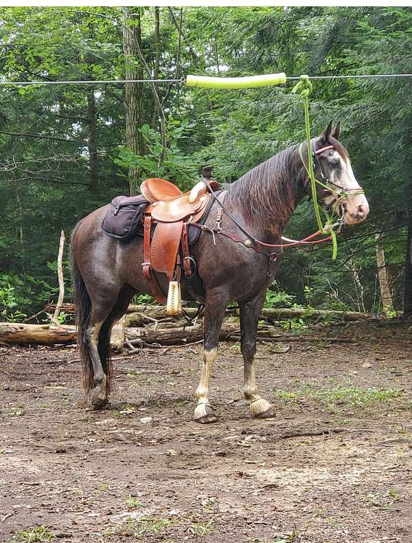 husband-safe-tennessee-walking-horse