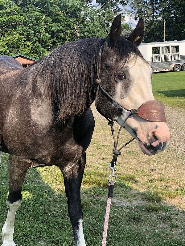 gaited-tennessee-walking-horse