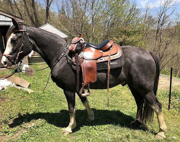 ridden-western-tennessee-walking-horse