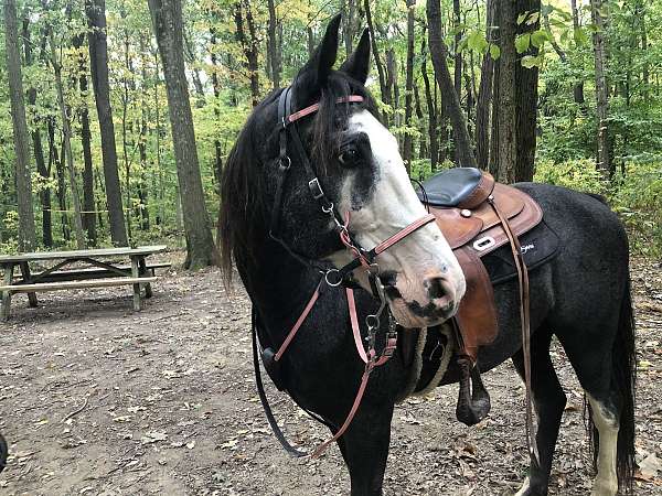 trail-tennessee-walking-horse