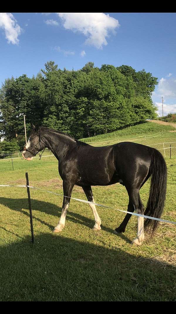 all-around-tennessee-walking-horse