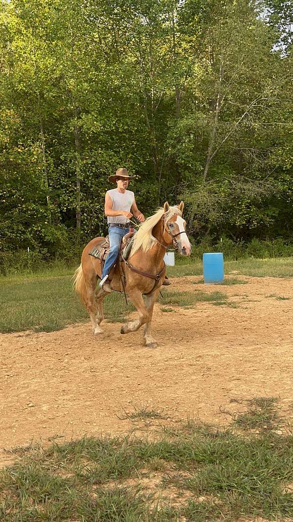 belgian-gelding